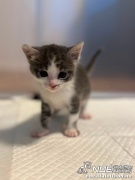 nala6.jpg