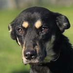 Heves Rekettye (56/SZ/2025)