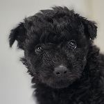 Hetyi Soma (65/SZ/2025)