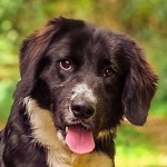 Soren (40/SZ/2025)