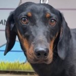 Dr. Watson- Eredeti gazdjt keressk!