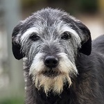 Wookie (16/SZ/2024)