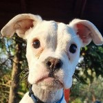 Karcagi Yalla (15/2025)