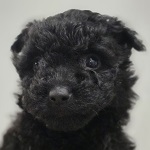 Hetyi Zenge (66/SZ/2025)