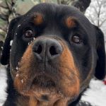 Zinger - Eredeti gazd�j�t keress�k