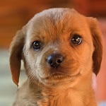 Zseni - eredeti gazdjt keressk!