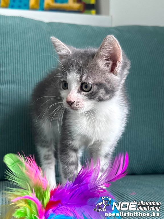 nala1.jpg