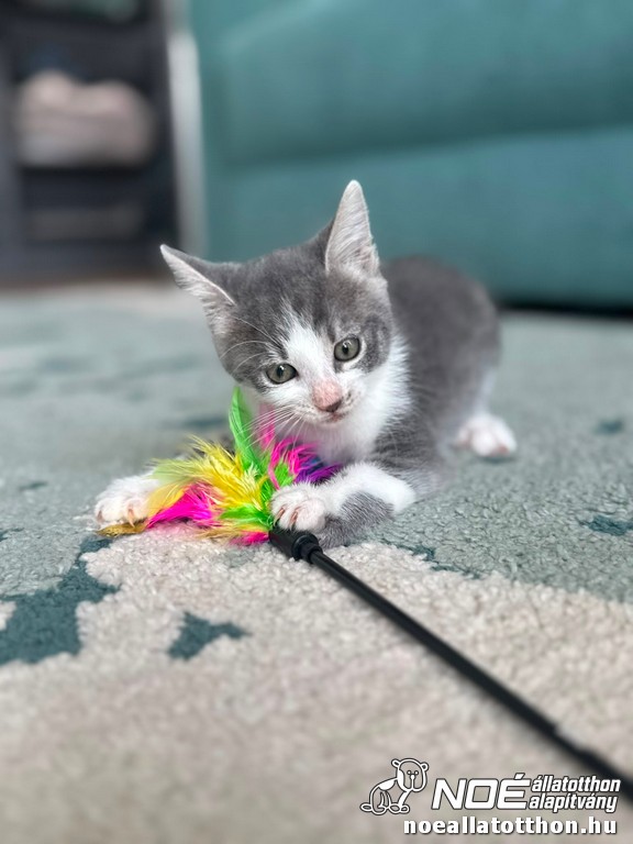 nala3.jpg