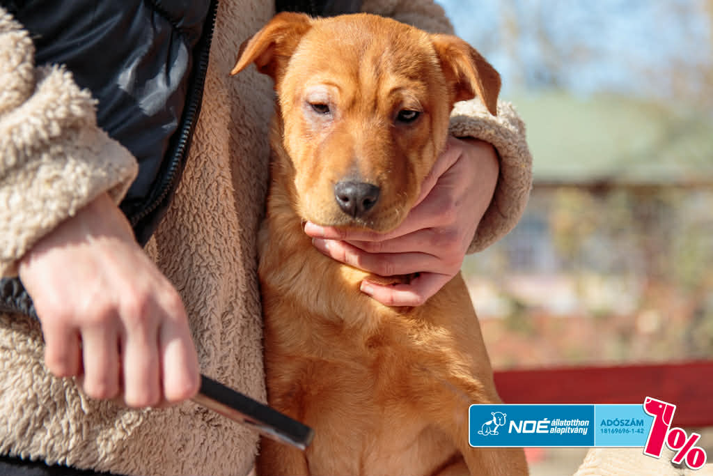 salgo_figyula_2.jfif