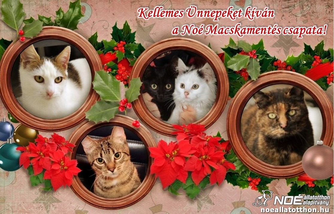 Noé Macskamentő csoport Noé Macskamentő csoport 2019.12.08 Állatok Karácsonya!